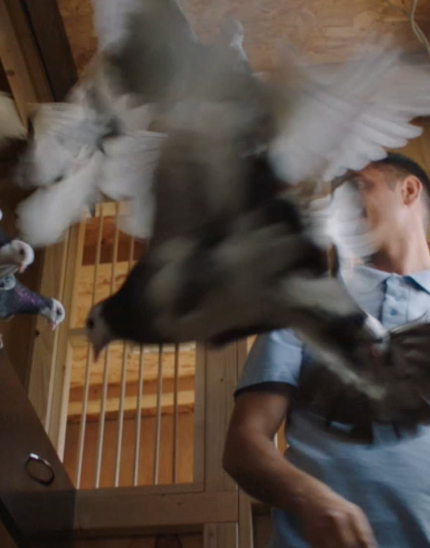 pigeon small